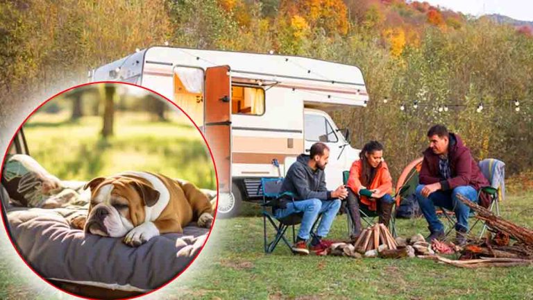 Vacances en camping-car avec votre animal : précautions et équipements indispensables pour un road-trip réussi