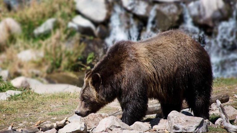 Un ours découvert dans un camping-car en pleine nuit